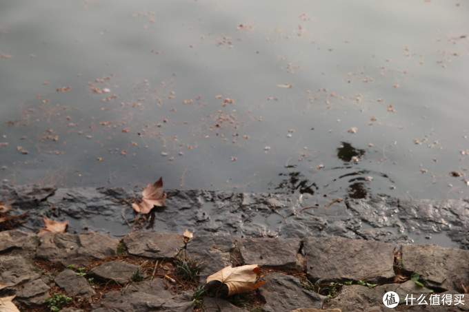 Canon 佳能 EOS 1D X 单反机身 + EF 24-70mm f/2.8L II USM 标准变焦镜头,无参数无对比无评测的三无晒单!!