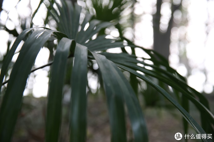 Canon 佳能 EOS 1D X 单反机身 + EF 24-70mm f/2.8L II USM 标准变焦镜头,无参数无对比无评测的三无晒单!!