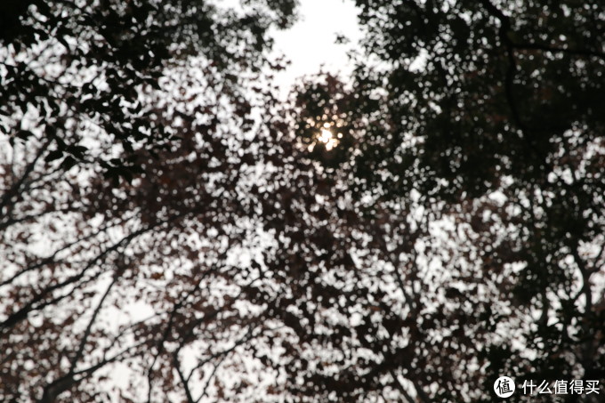 Canon 佳能 EOS 1D X 单反机身 + EF 24-70mm f/2.8L II USM 标准变焦镜头,无参数无对比无评测的三无晒单!!