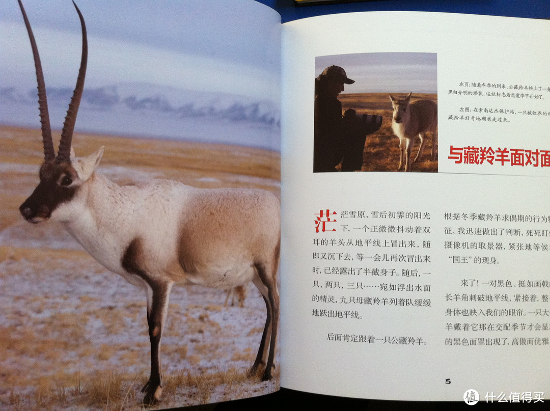 作者奚志农。藏羚羊和金丝猴两册的作者都是他，获得国际认可的野生动物摄影师与藏羚羊保护倡导者