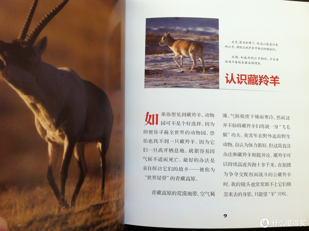 藏羚羊是青藏高原特有物种
