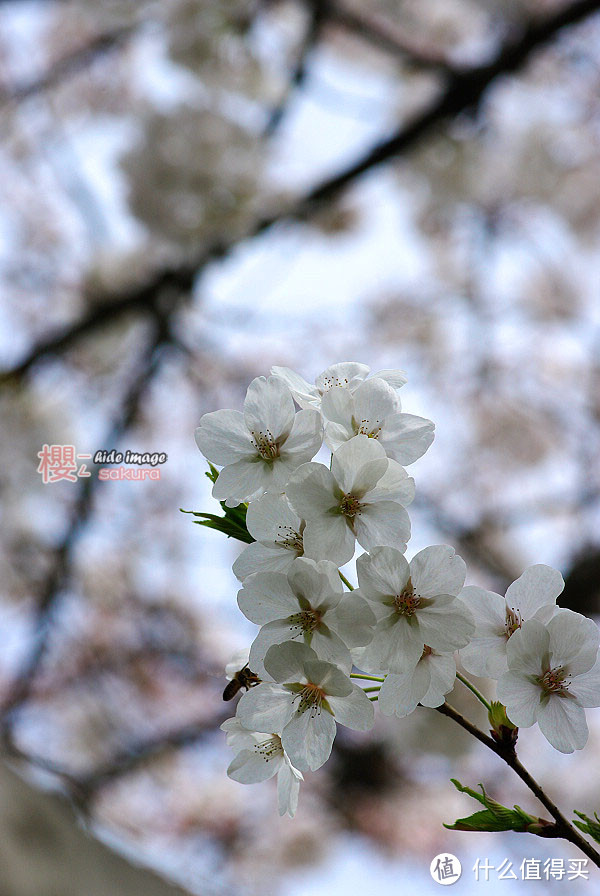 让人喜欢让人忧的Pentax(上)