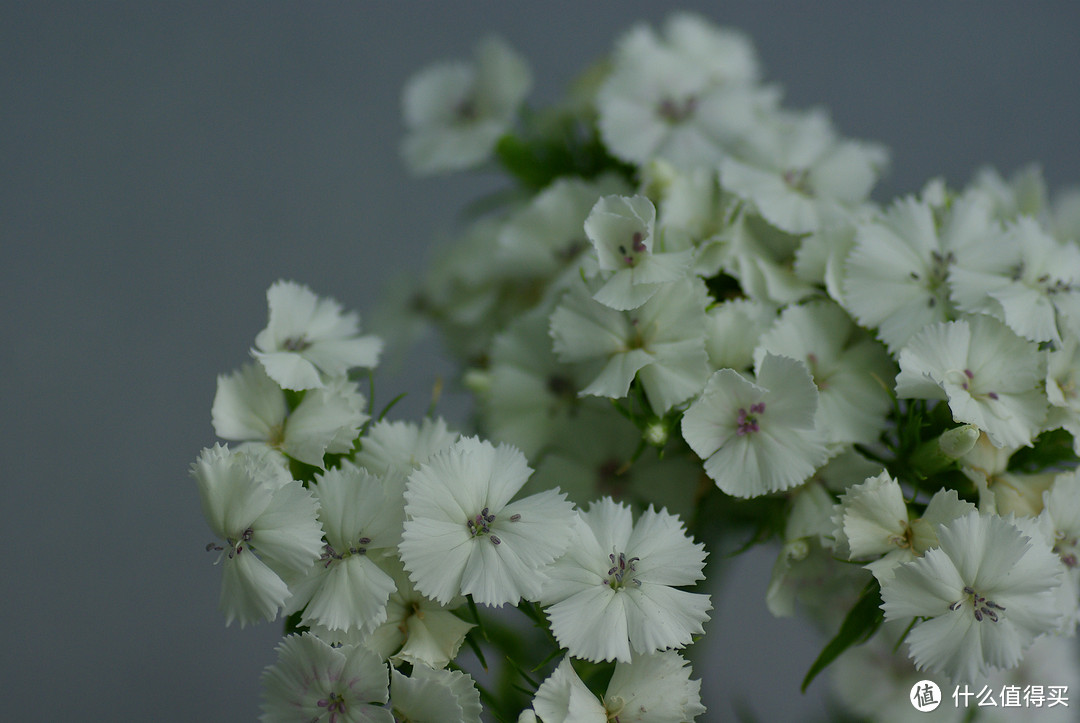 P家难得的福利——TAMRON 腾龙 AF90mm F2.8 DI SP微距1:1 微距王