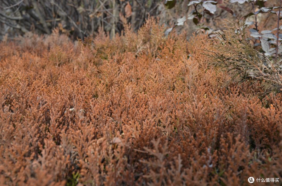 菜鸟购入 Nikon 尼康 D7000 单反套机