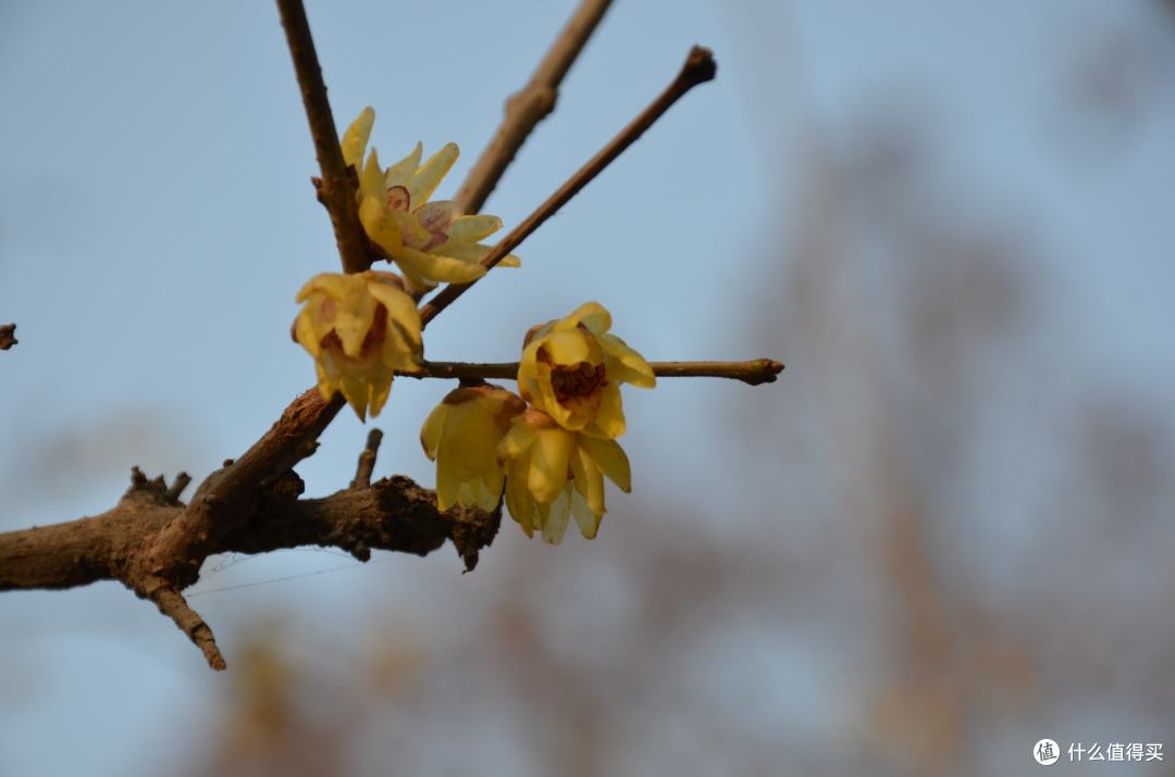 菜鸟购入 Nikon 尼康 D7000 单反套机