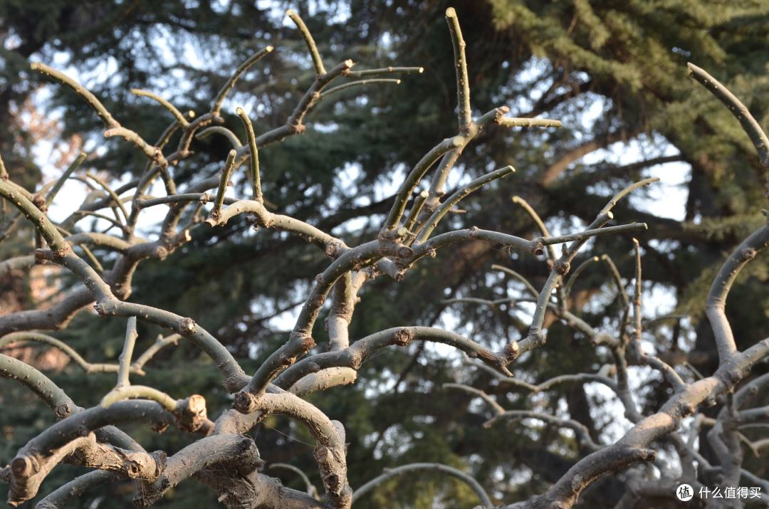 菜鸟购入 Nikon 尼康 D7000 单反套机