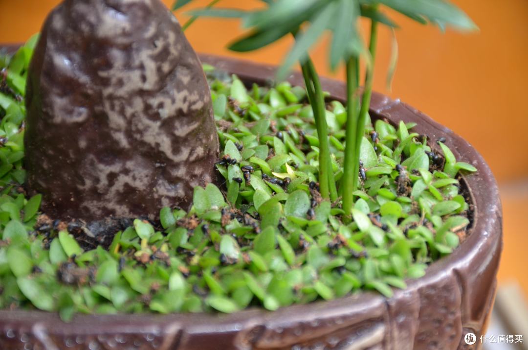 菜鸟购入 Nikon 尼康 D7000 单反套机