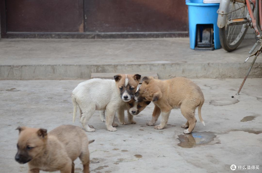 菜鸟购入 Nikon 尼康 D7000 单反套机