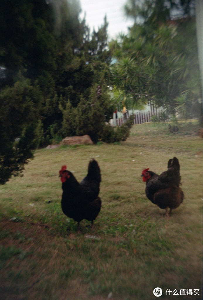 院子里的小鸡鸡