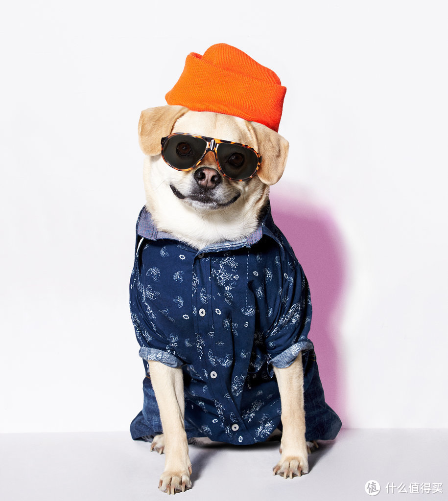 AMERICAN EAGLE美国鹰推出狗狗服装系列——American Beagle