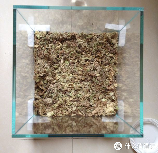 苔藓微景观布置 — 拼出的童话世界