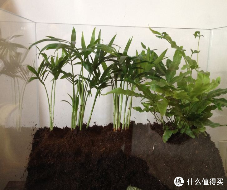 从后向前，背景植物