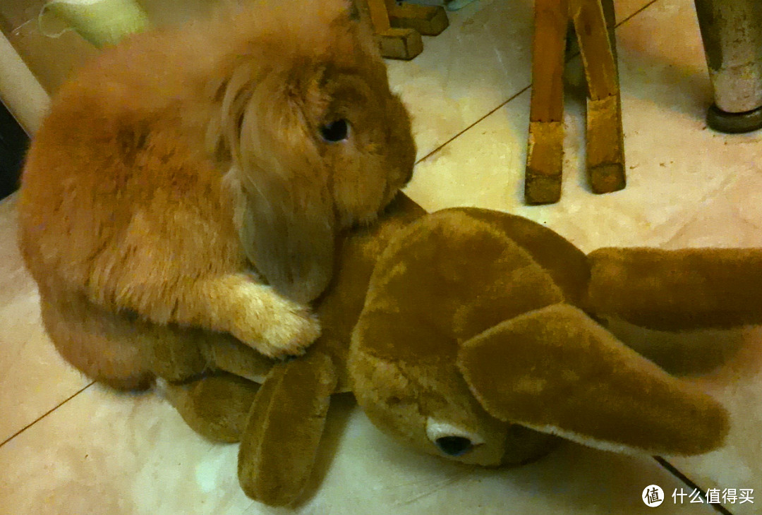 宠物兔应该如何饲养 — 我家二货兔子的初成长经验
