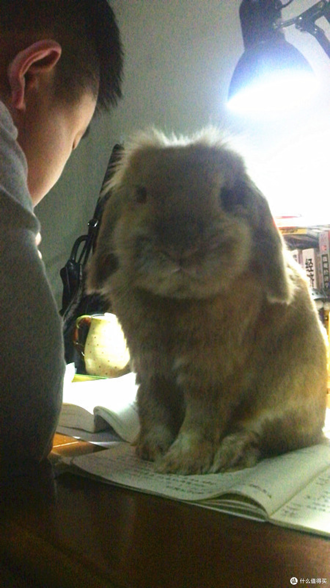 宠物兔应该如何饲养 家养兔的品种都有什么 什么值得买