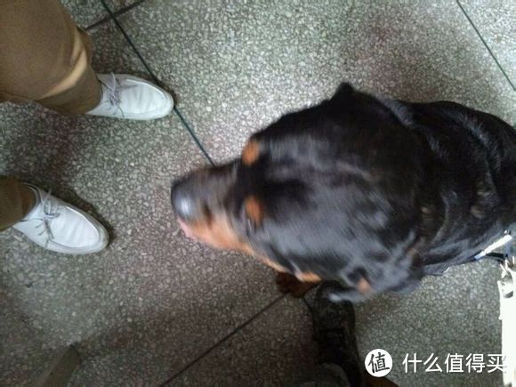 骑行安全：户外骑行遇恶犬的应对方案