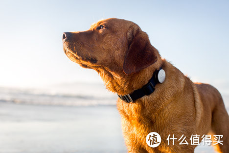 宠物电子设备公司Whistle推出狗用智能项圈