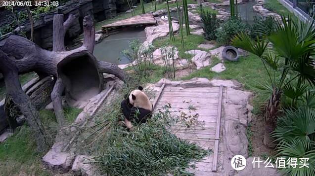 直播镜头中的大熊猫正在吃竹子