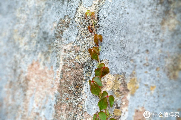 SONY 索尼 DSC-RX100 M3 黑卡数码相机,人像