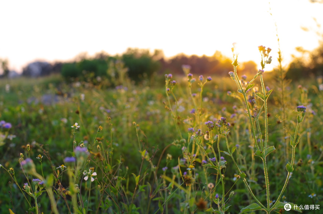 大公主驾到！Pentax 宾得 SMCP-FA 43mm f/1.9 Limited 镜头