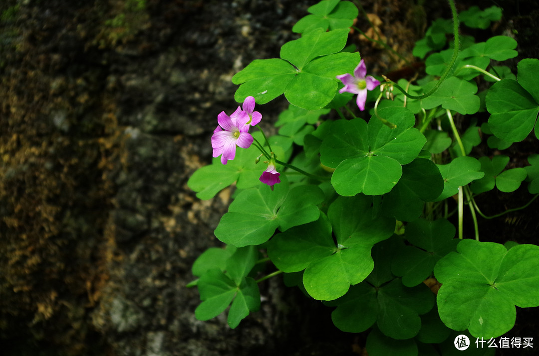 哆啦A梦的蓝：PENTAX 宾得 K-01 微单相机 开箱