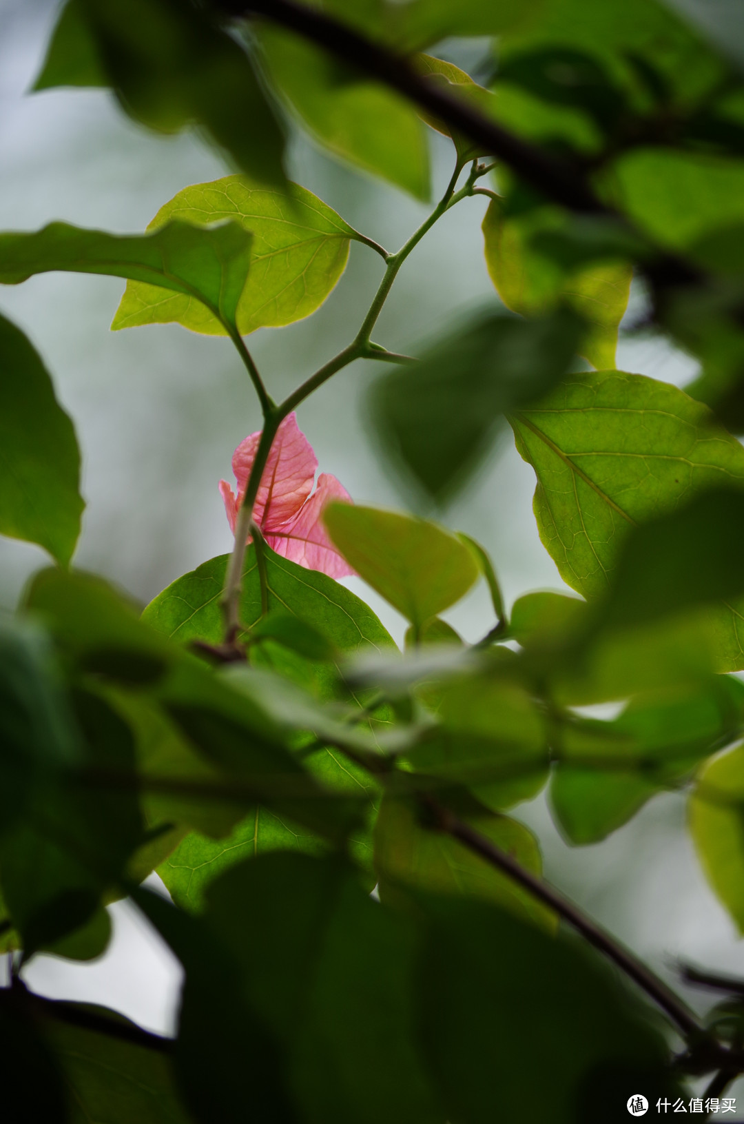 哆啦A梦的蓝：PENTAX 宾得 K-01 微单相机 开箱