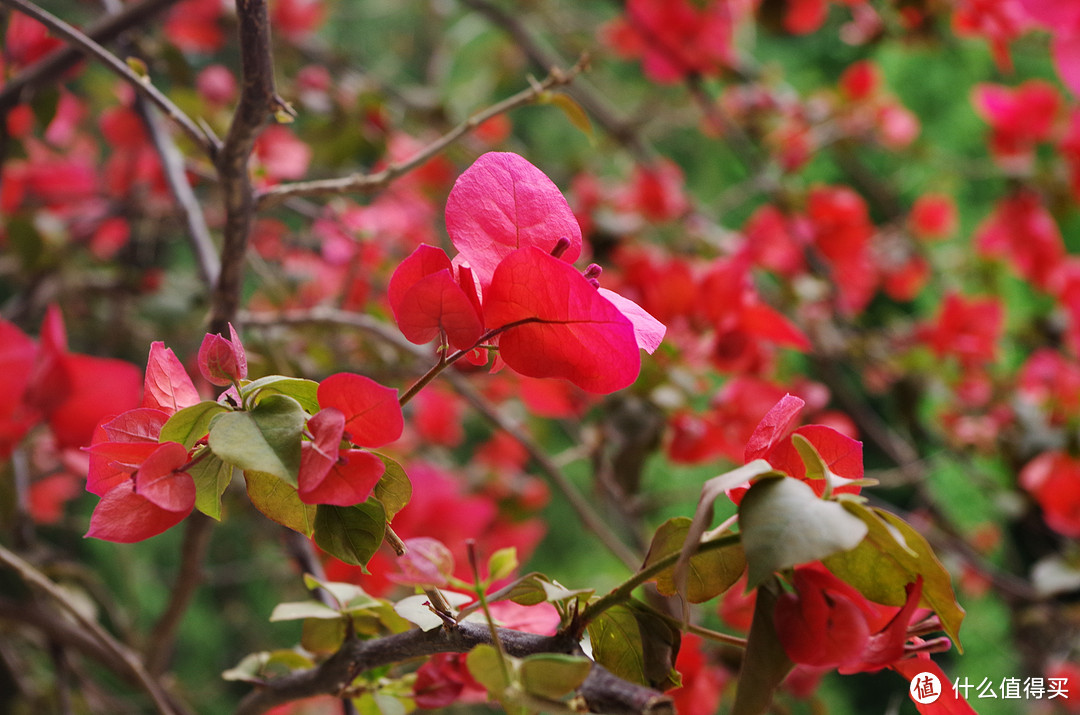 哆啦A梦的蓝：PENTAX 宾得 K-01 微单相机 开箱