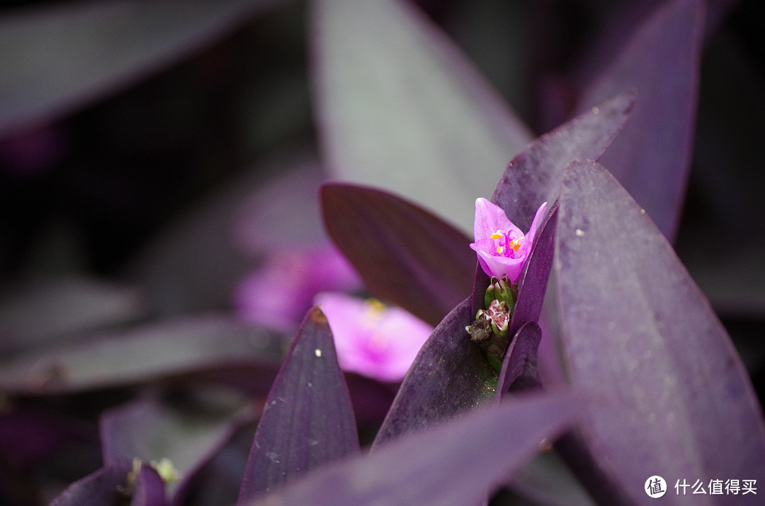 哆啦A梦的蓝：PENTAX 宾得 K-01 微单相机 开箱