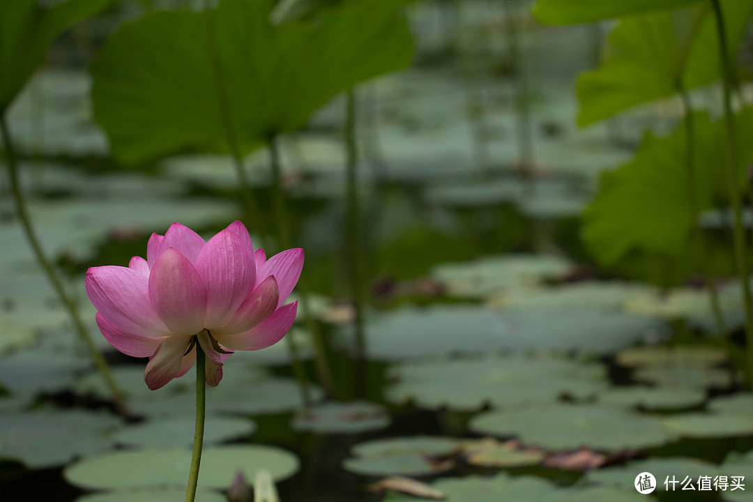 Canon 佳能 EF 100mm f/2.8L IS USM 微距镜头