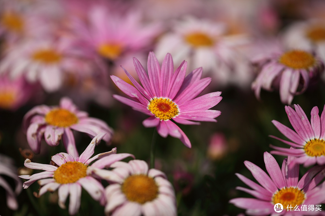 相机：佳能5D Mark II 光圈: F/3.5 快门:1/2500 焦距: 180 毫米 