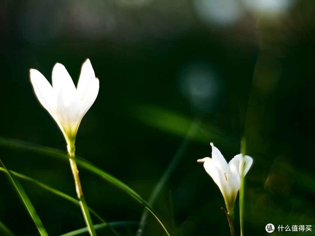 M4/3好伴侣：Panasonic 松下 二代 Lumix G 20mm/F1.7，以及我的Diors镜头群