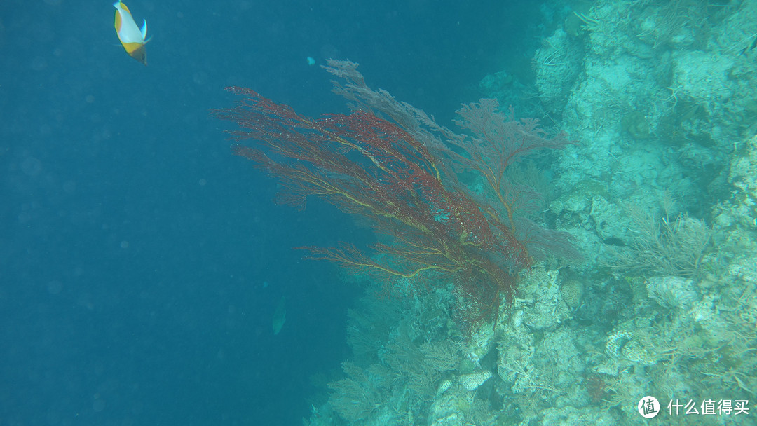 彩虹尽头：Palau 帕劳 旅行游记