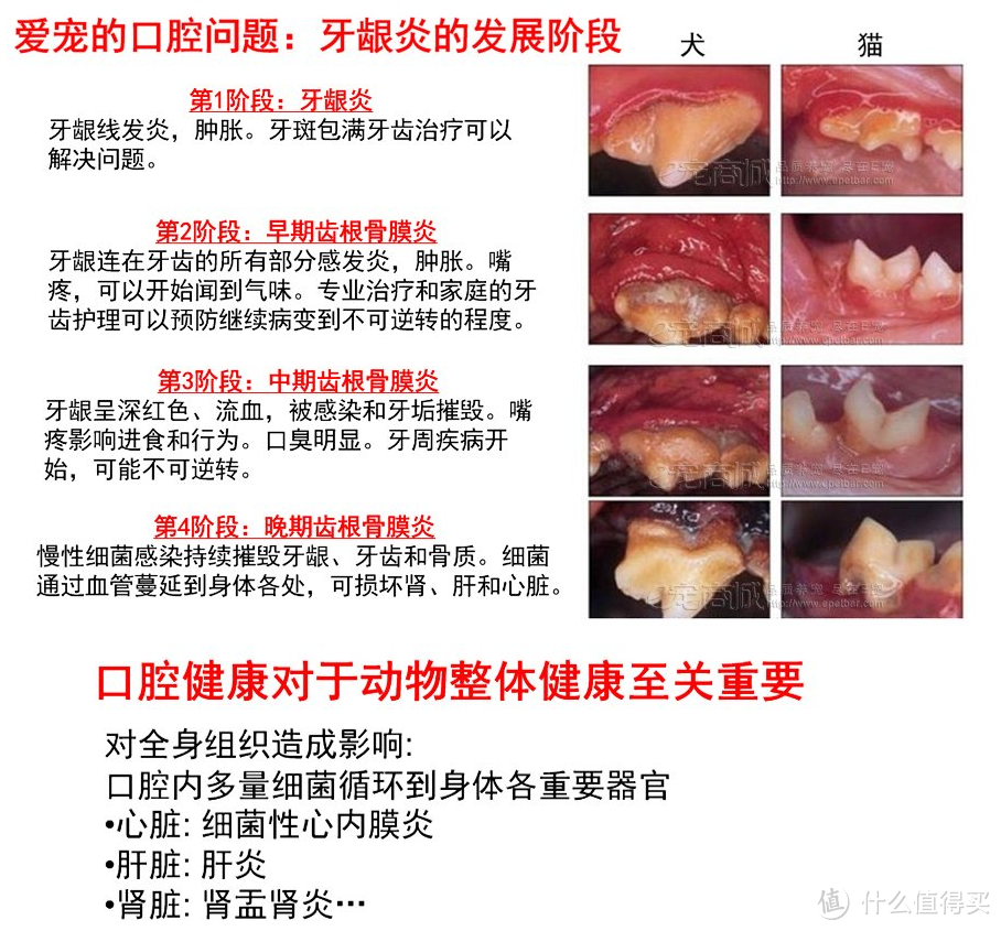 贵宾犬喂养心得 — 适用大部分小型犬