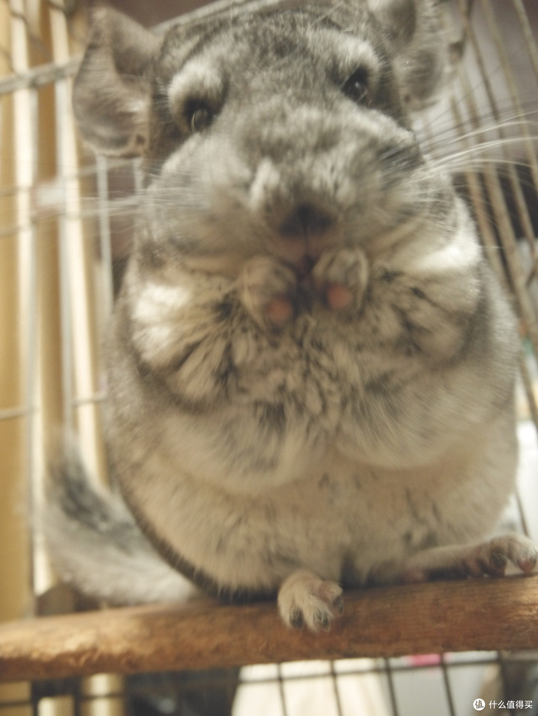 肥龙猫养成记