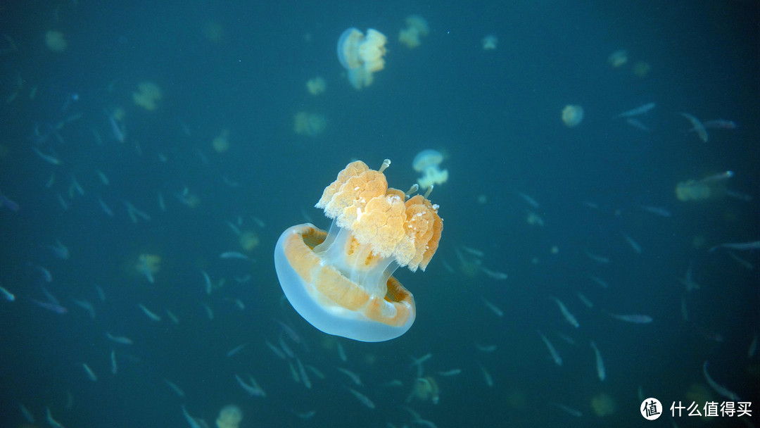 彩虹尽头：Palau 帕劳 旅行游记