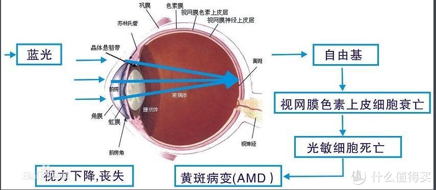 GUNNARvayper防疲劳护目镜作用原理 2