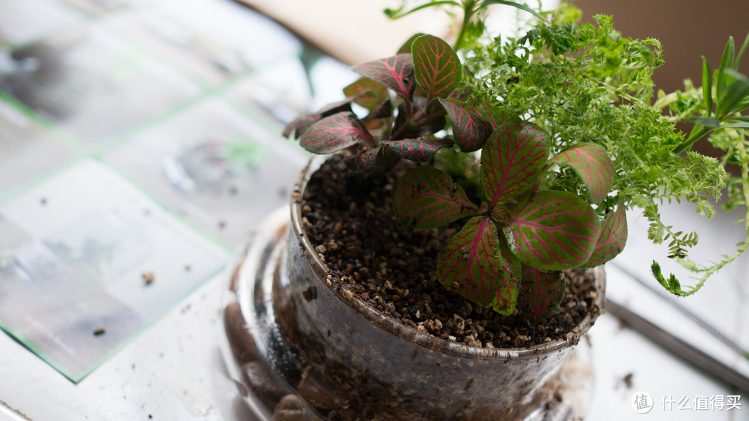 步骤4.种植物共3步，把土挖开，把根插入，把土填回去