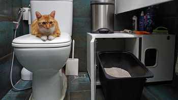 自制豪华猫厕所 