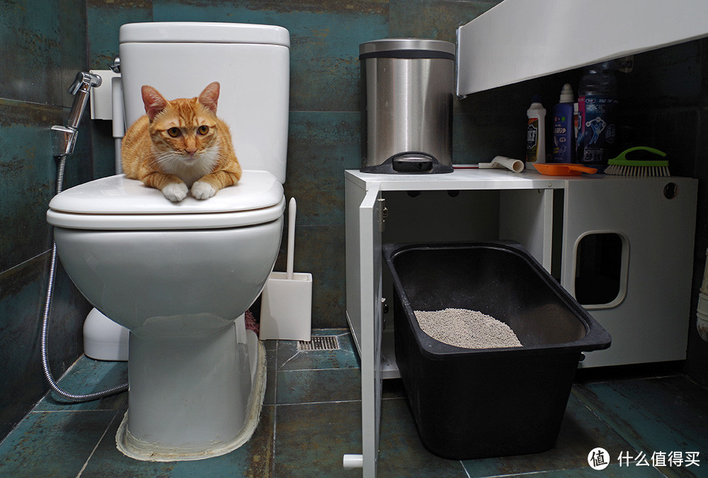 自制豪华猫厕所