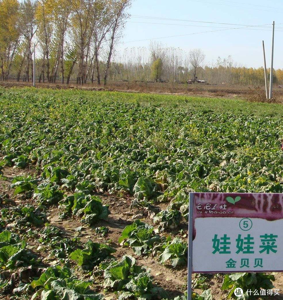 沱沱公社八哥优惠券生鲜到货，另附沱沱工社蔬菜基地一日游