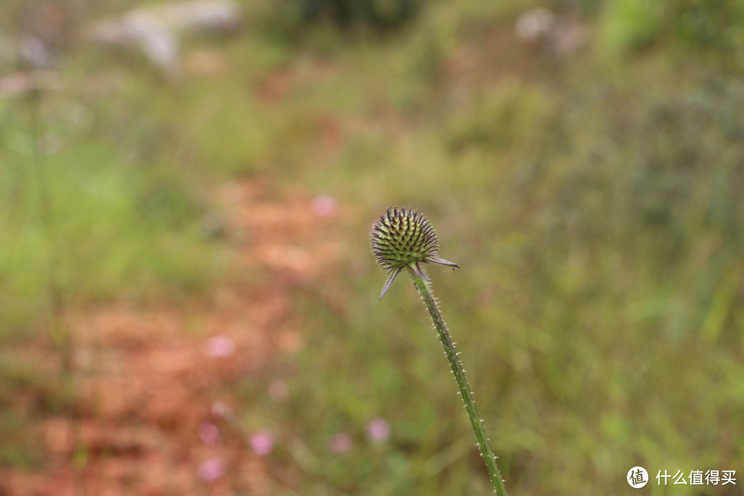 圆老婆的单反梦：Canon 佳能 EOS 700D 单反套机（EF-S 18-135mm f/3.5-5.6 IS STM）