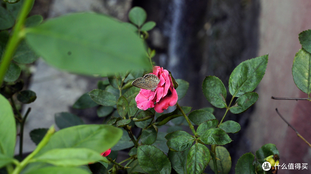 SIGMA 适马 60mm F2.8 DN 微单镜头 索尼E卡口