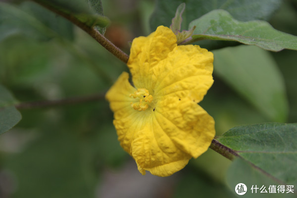 日亚购入 SIGMA 适马 17-50\/2.8 EX DC OS H