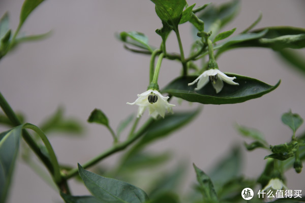 日亚购入 SIGMA 适马 17-50\/2.8 EX DC OS H