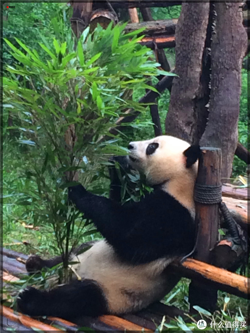 旅行的驿站，生命的港湾，怡老的天堂，难忘的蓉城