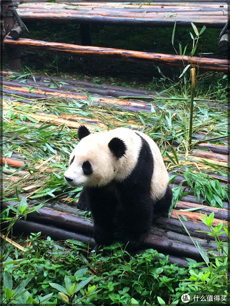 旅行的驿站，生命的港湾，怡老的天堂，难忘的蓉城