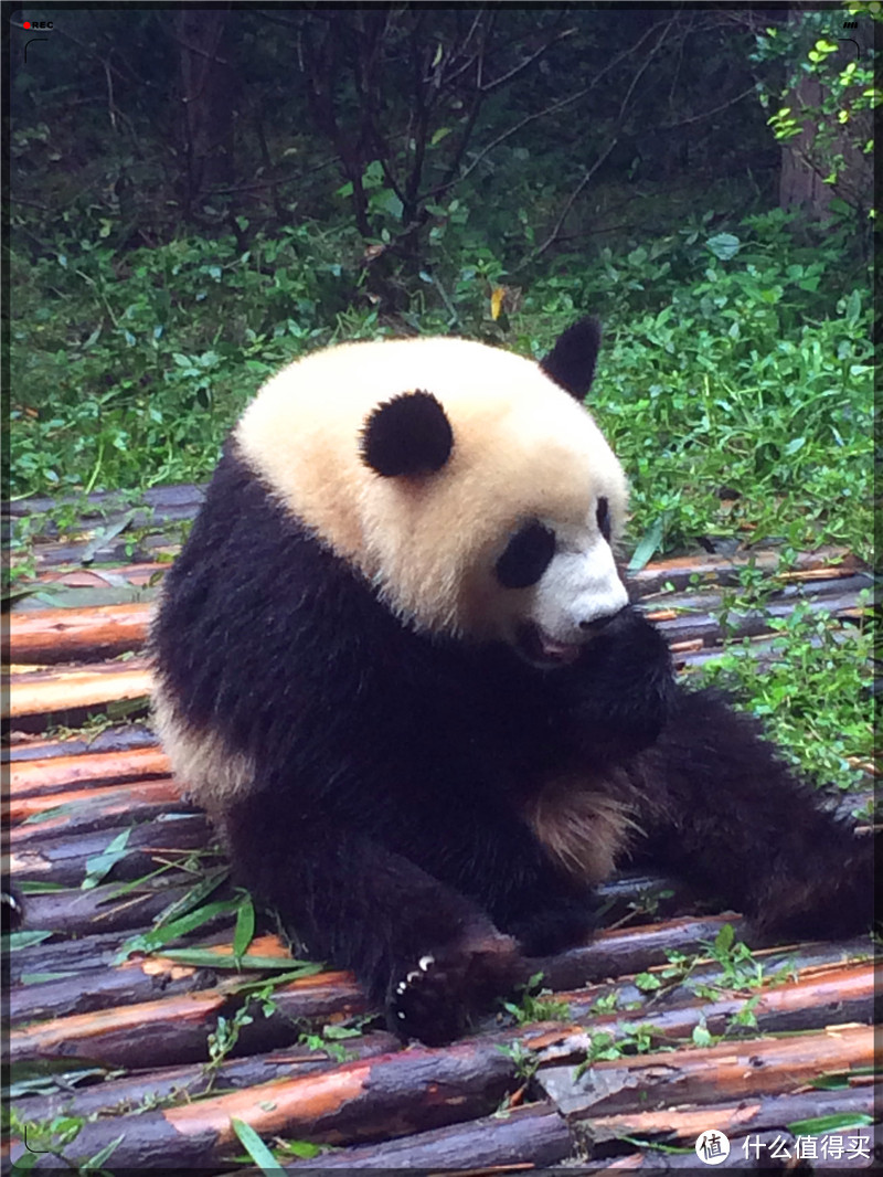 旅行的驿站，生命的港湾，怡老的天堂，难忘的蓉城