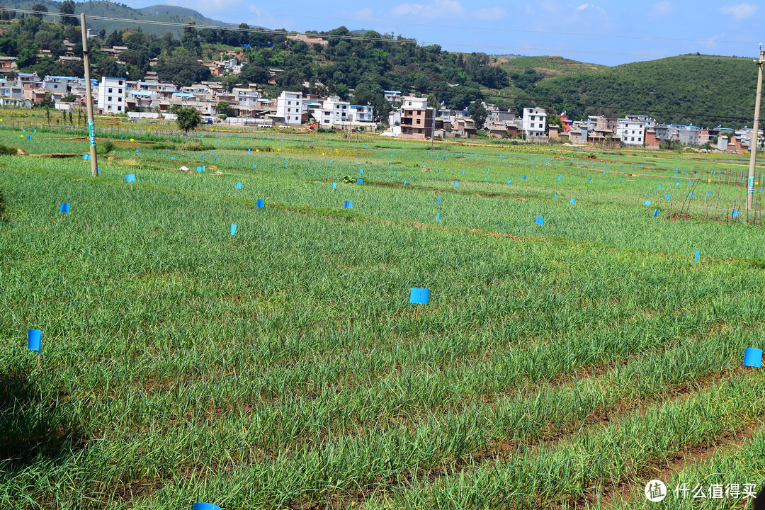 抚仙湖骑行记：一个人、一次说走就走的旅行