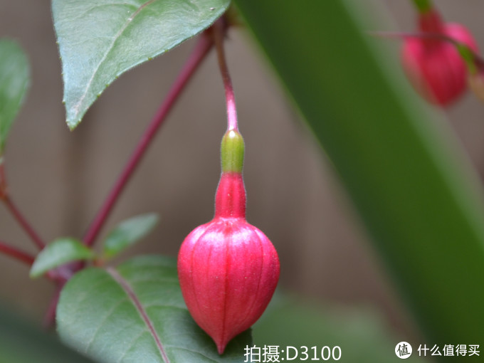 从Nikon 尼康 D3100 到 D5300：用图说话，入门级升级到入门级是否值得？