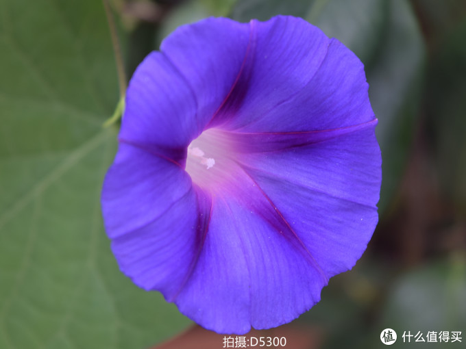 从Nikon 尼康 D3100 到 D5300：用图说话，入门级升级到入门级是否值得？