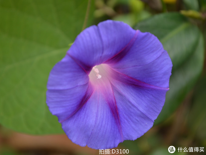 从Nikon 尼康 D3100 到 D5300：用图说话，入门级升级到入门级是否值得？